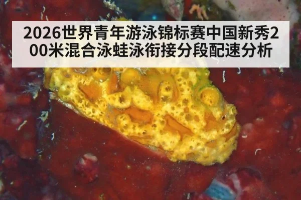 2026世界青年游泳锦标赛中国新秀200米混合泳蛙泳衔接分段配速分析